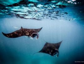 Indonesia Announces World's Biggest Manta Ray Sanctuary