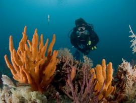 World’s Largest Survey of Marine Parks Shows Conservation Can Be Greatly Improved