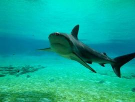 Global Fishing Threatens Endangered Sharks