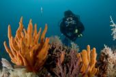 World’s Largest Survey of Marine Parks Shows Conservation Can Be Greatly Improved