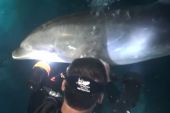 Dolphin Rescue Hawaii